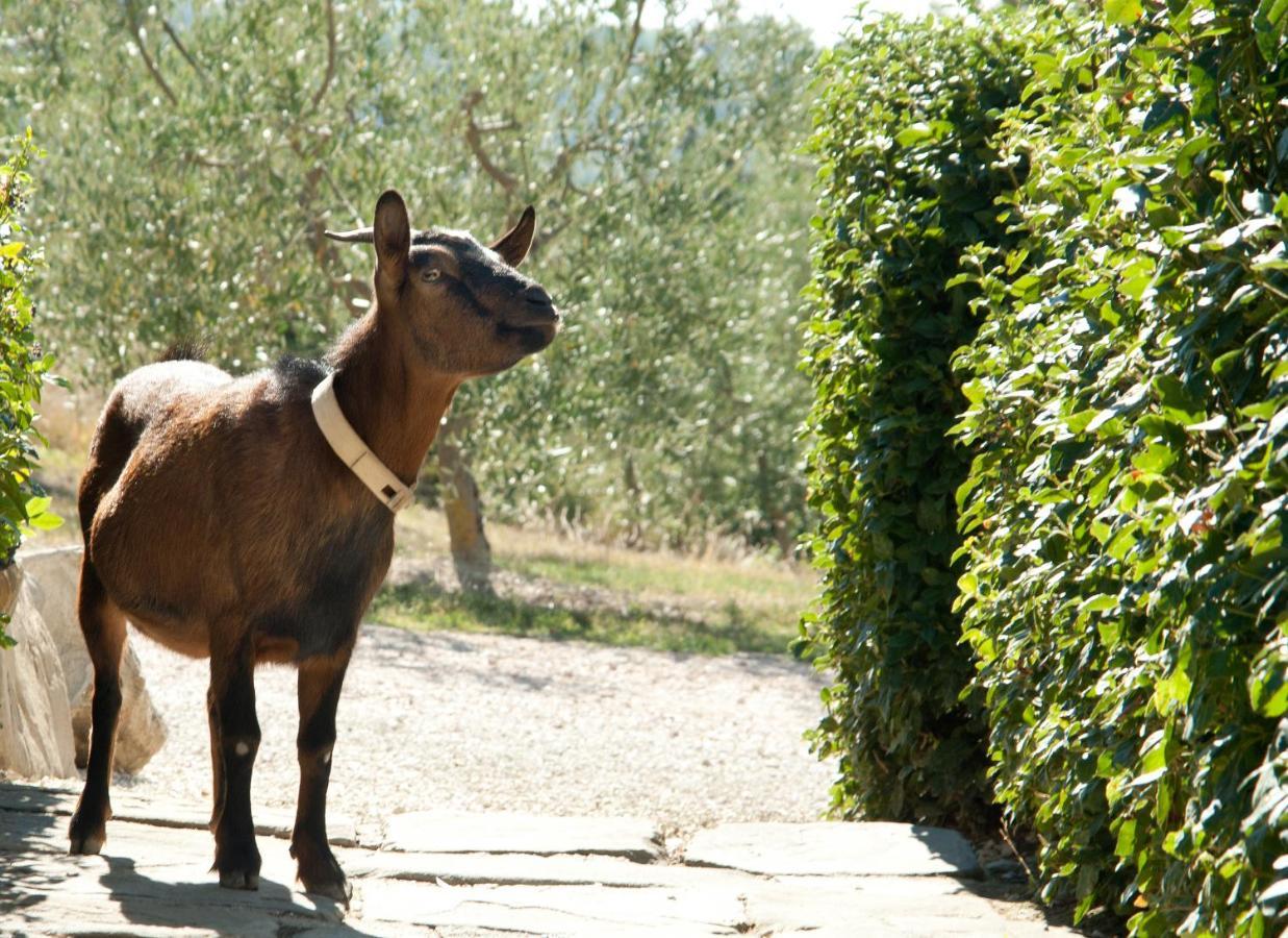 Tenuta Di Forte Sorgnano Gualdo Cattaneo Ngoại thất bức ảnh